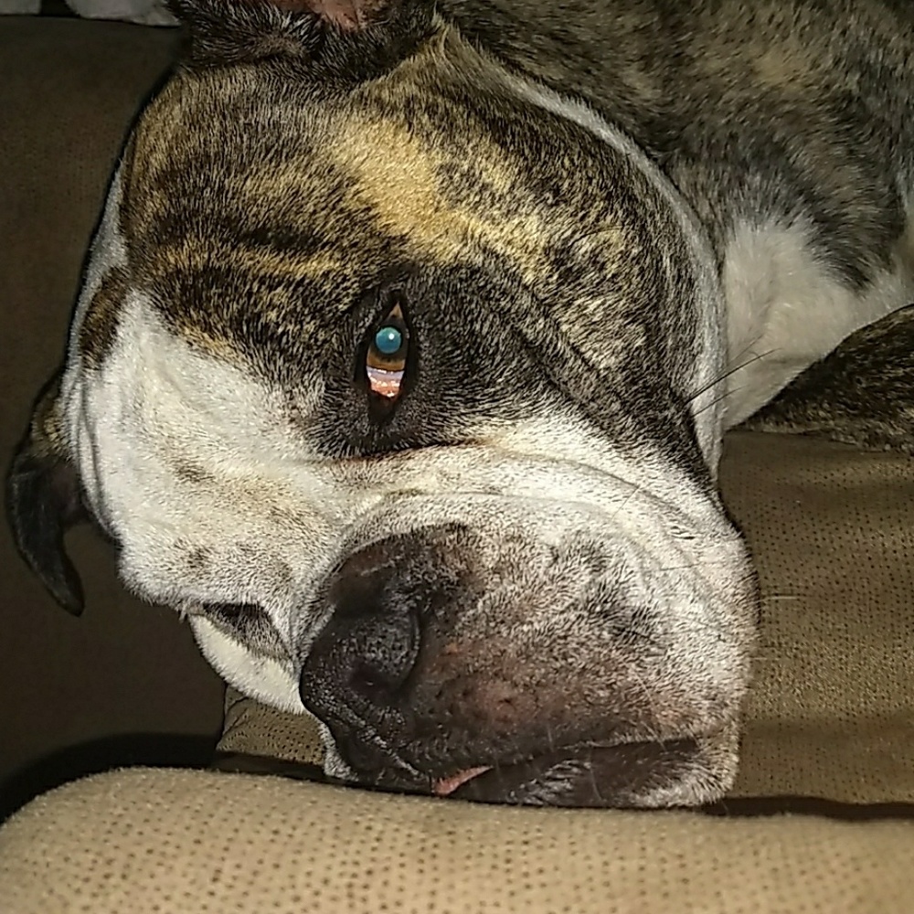 My Handsome Dog